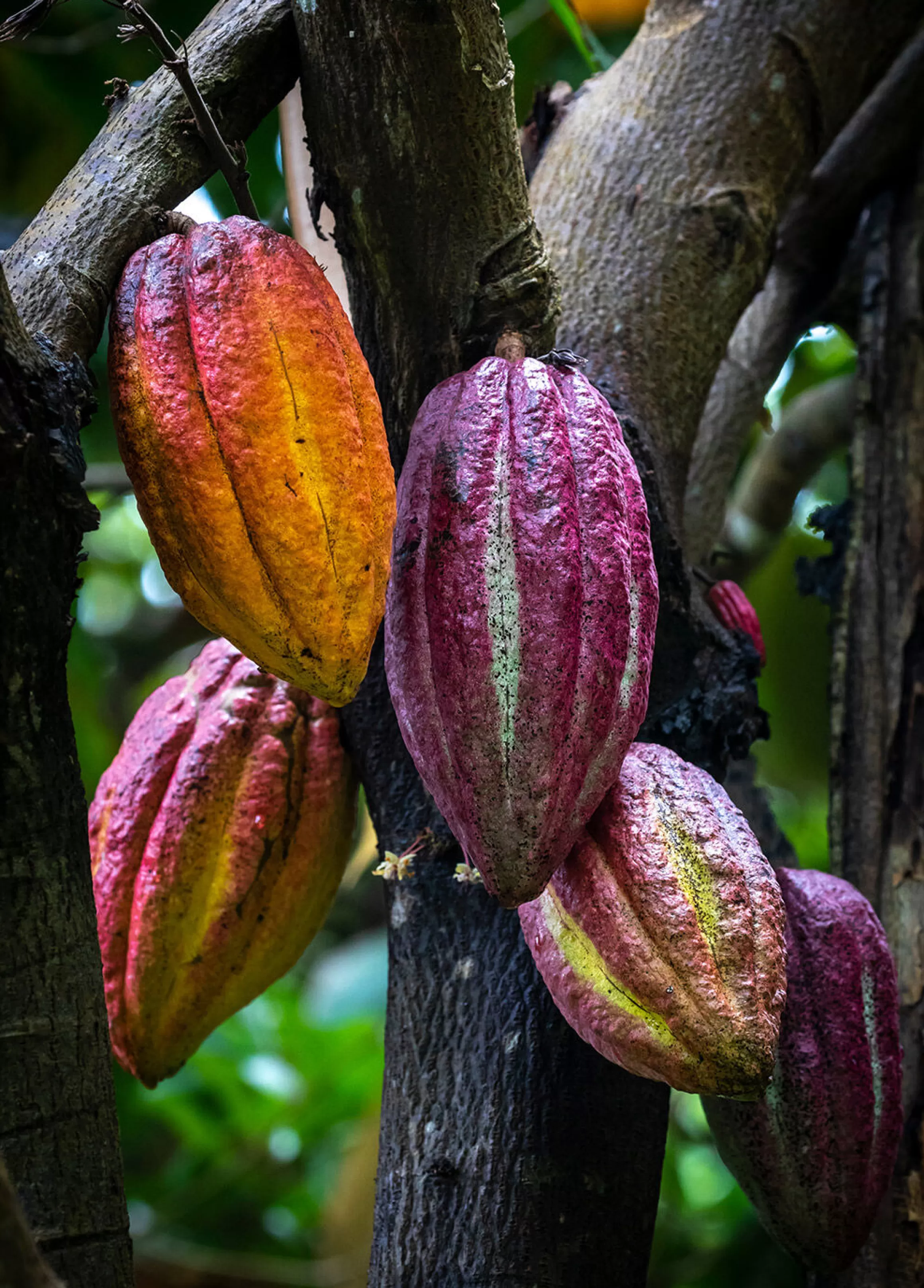 Flash Sale Cacao Cacao