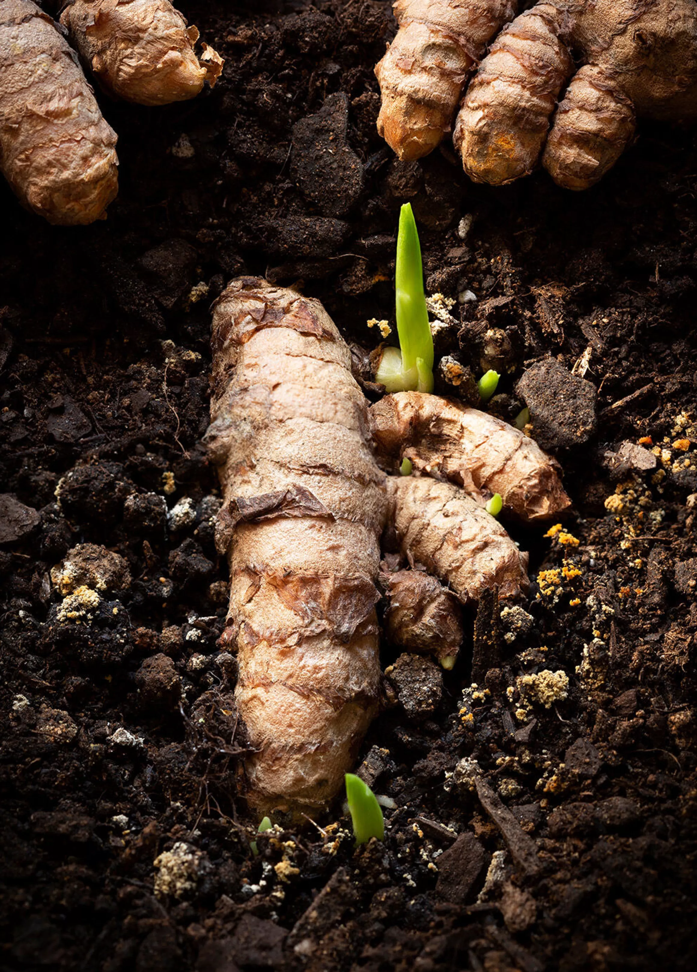 Store Curcuma Curcuma