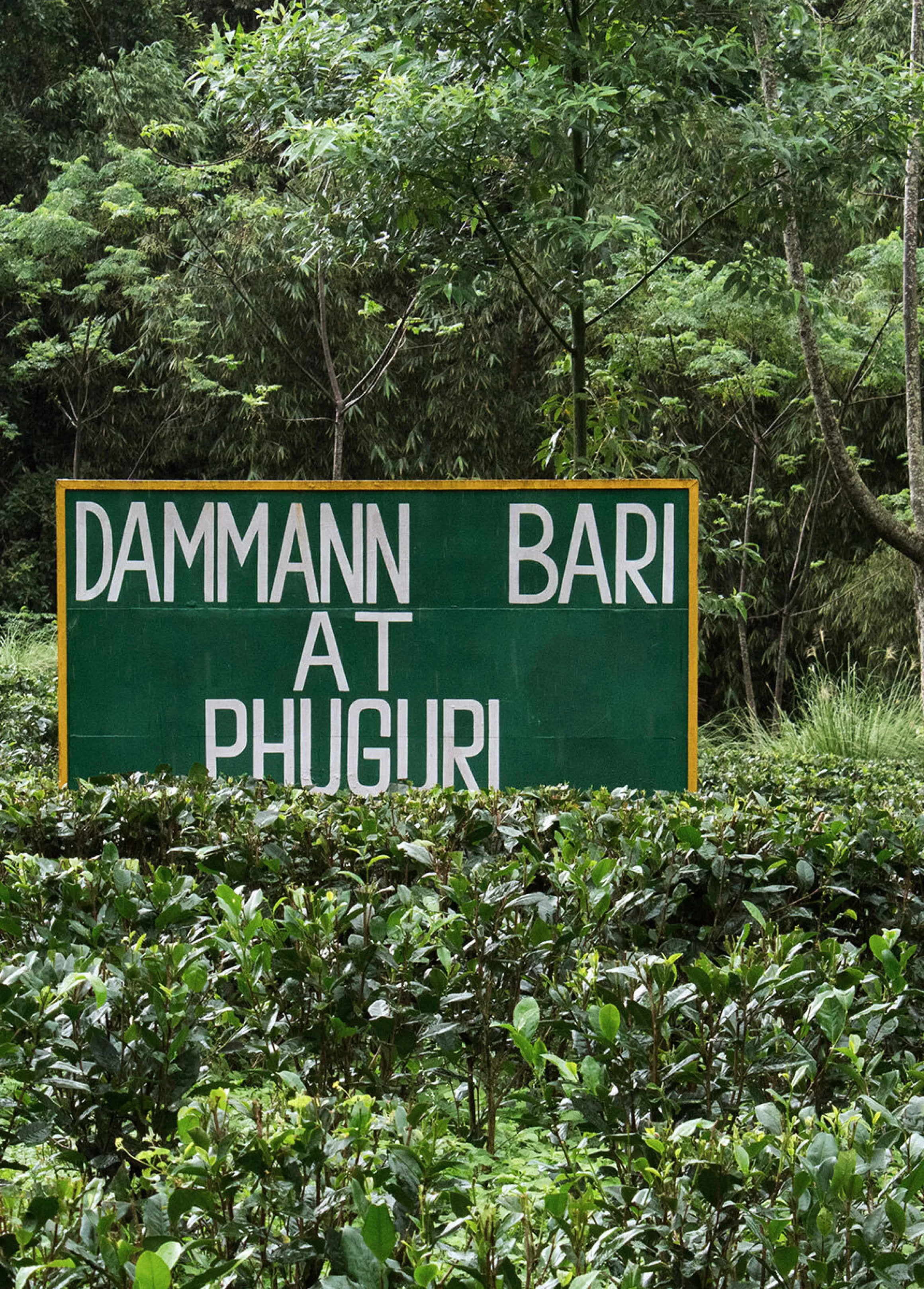 Shop Dammann Phuguri Fruitée