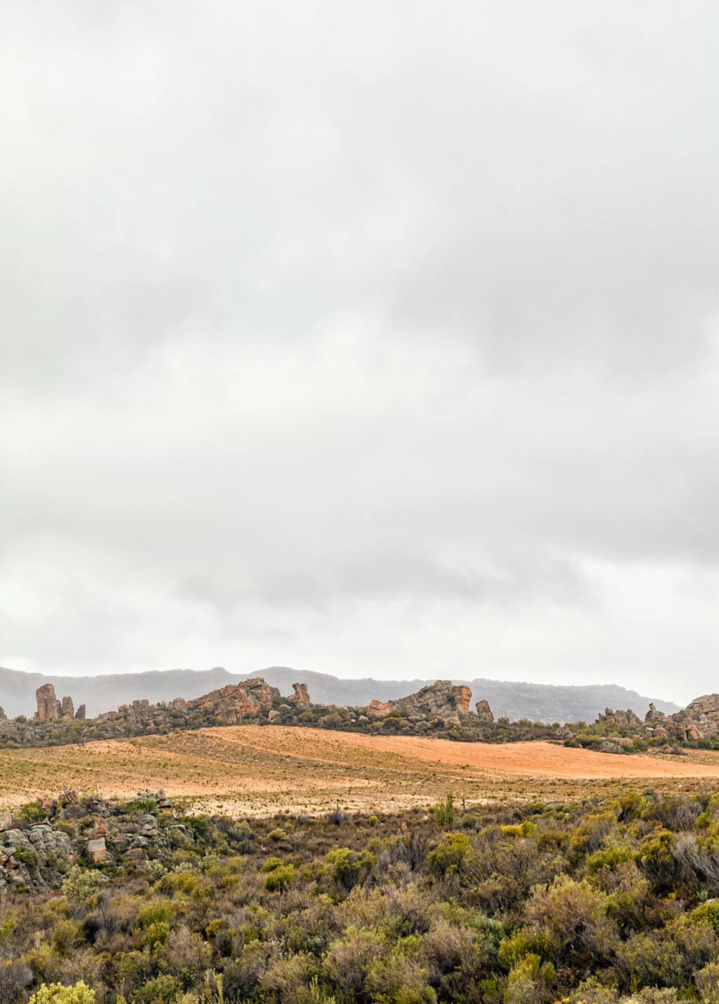 Cheap Rooibos Cederberg Rooibos